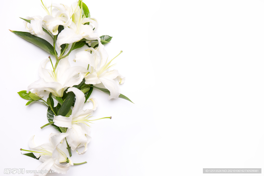 百合花