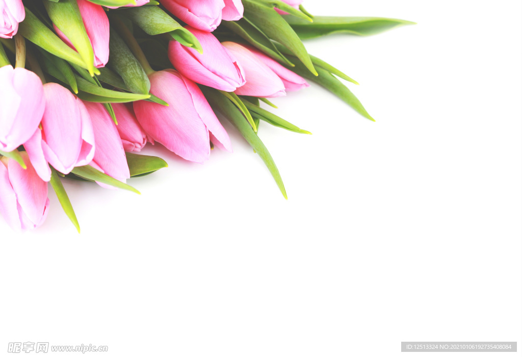 百合花