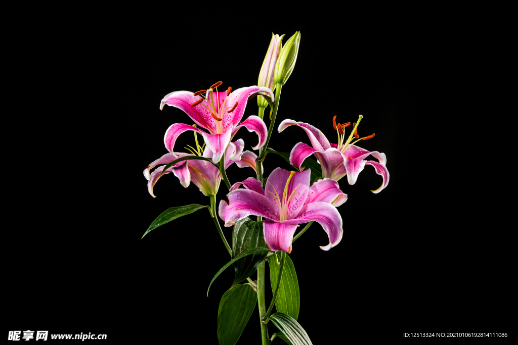 百合花