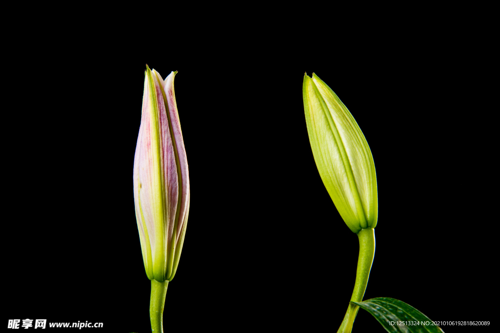 百合花