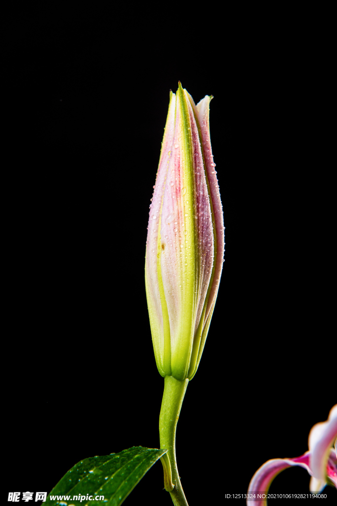 百合花