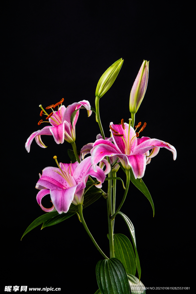 百合花
