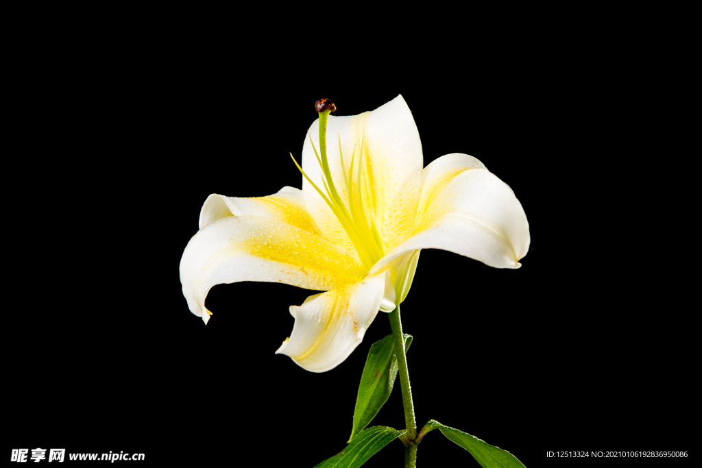 百合花
