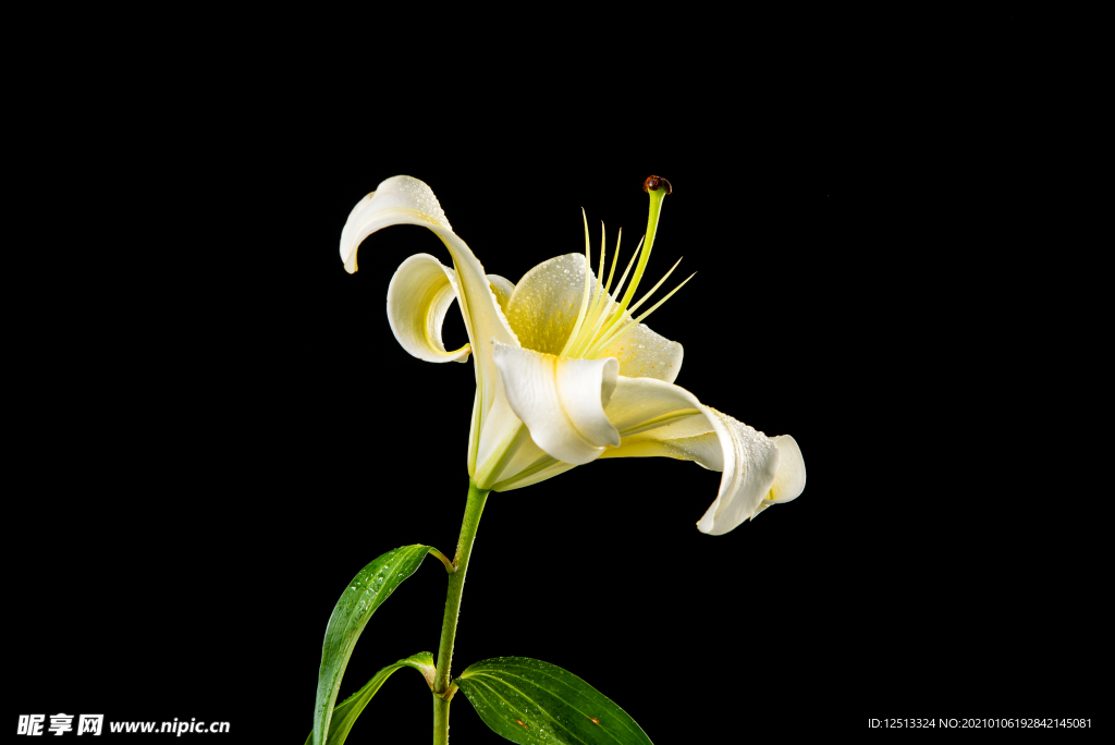 百合花
