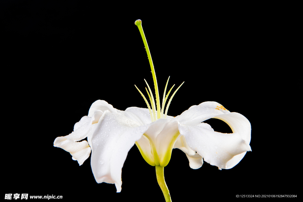 百合花