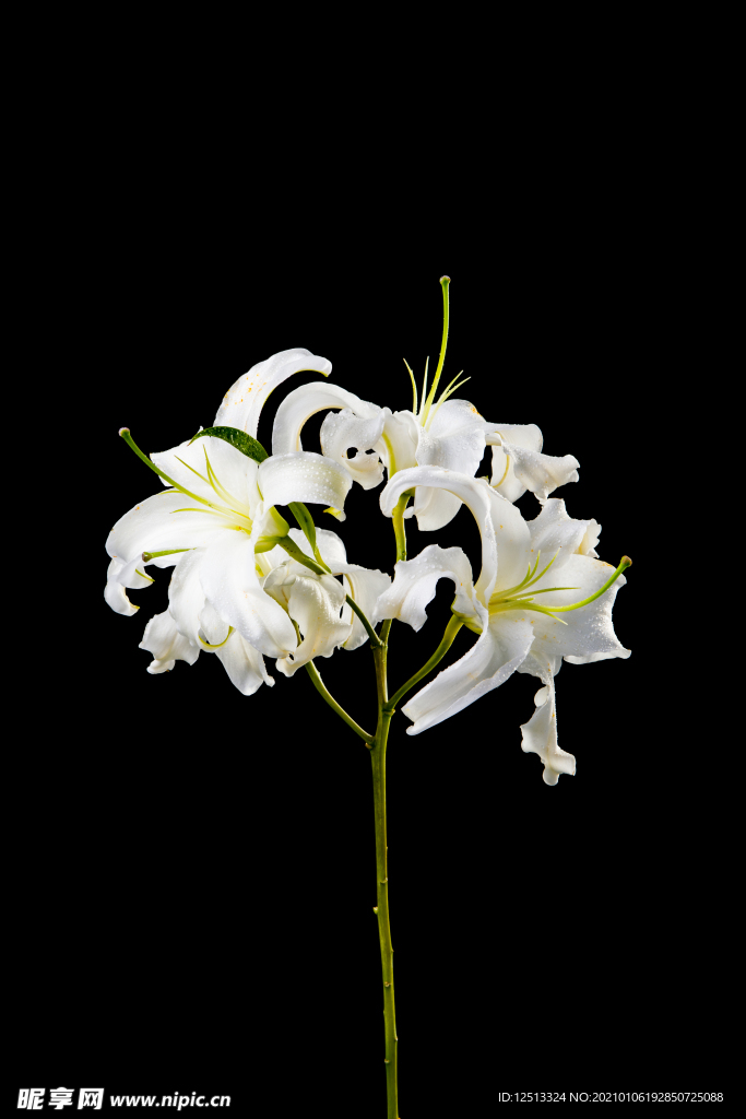 百合花