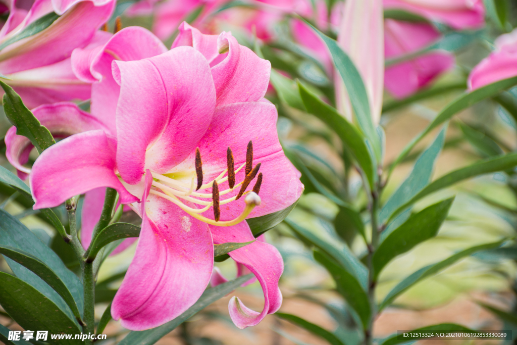 百合花