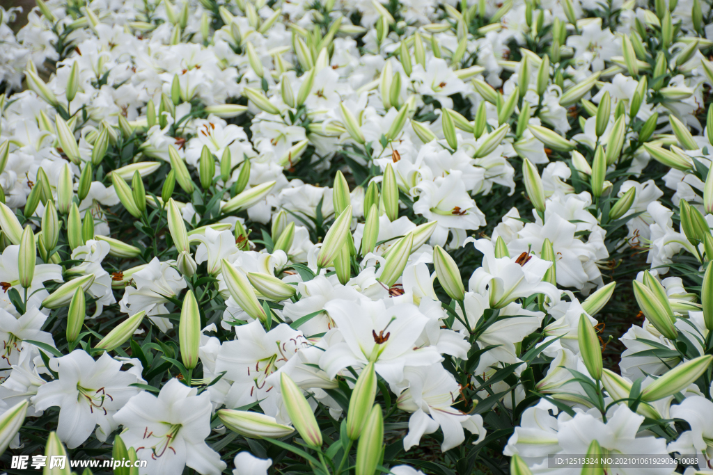百合花