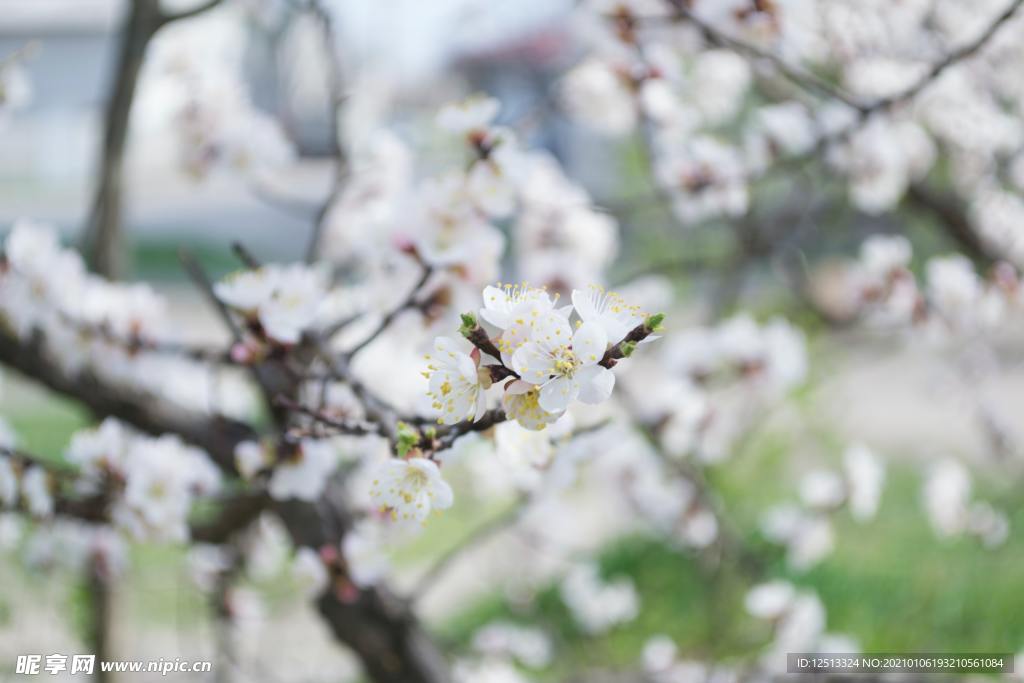 梨花