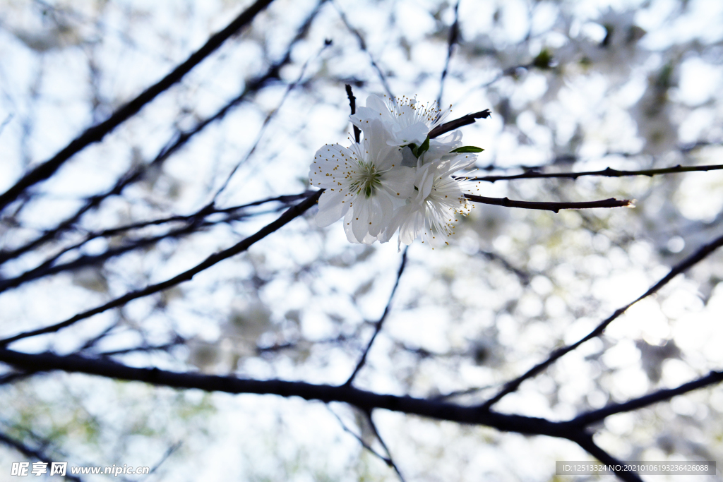 梨花