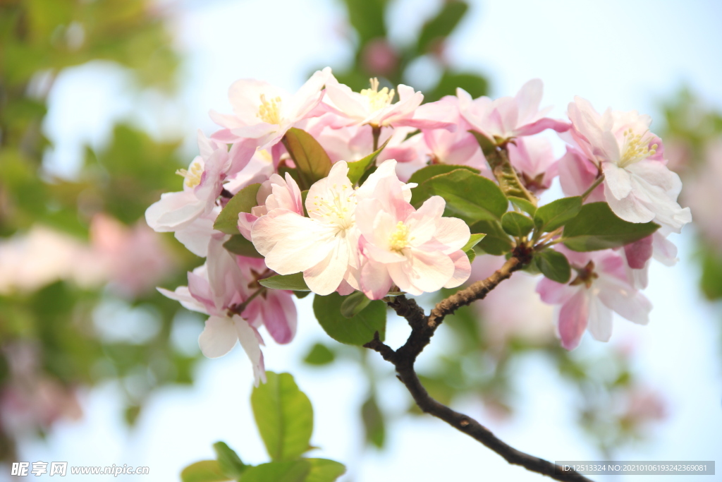 梨花