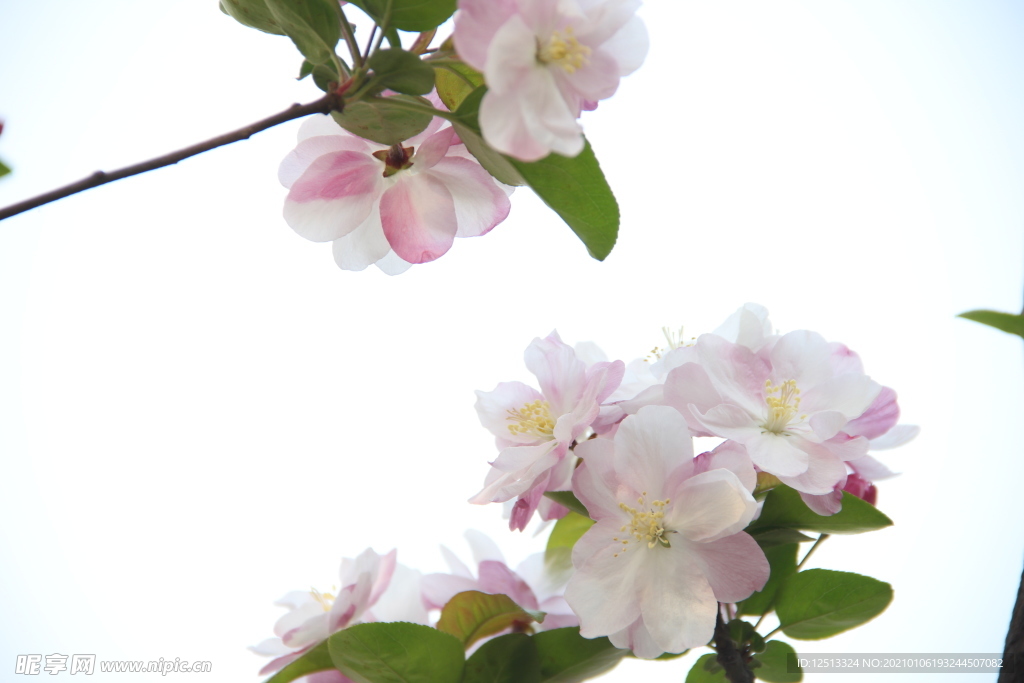 梨花