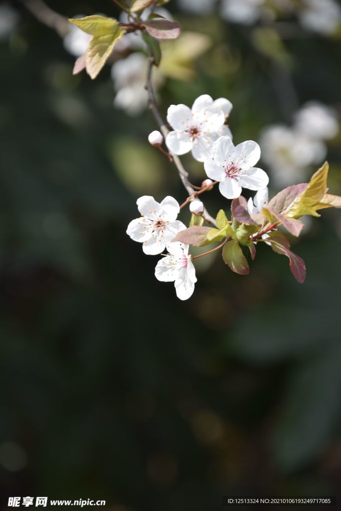 梨花