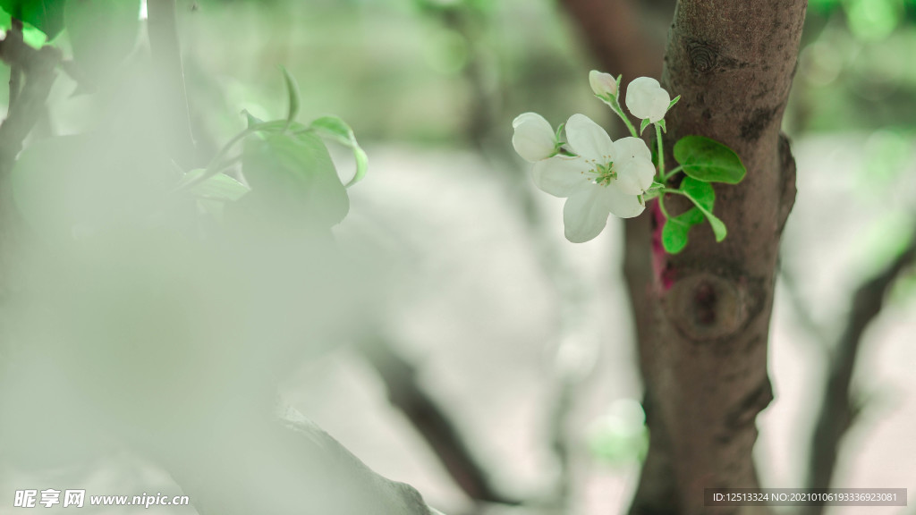 梨花