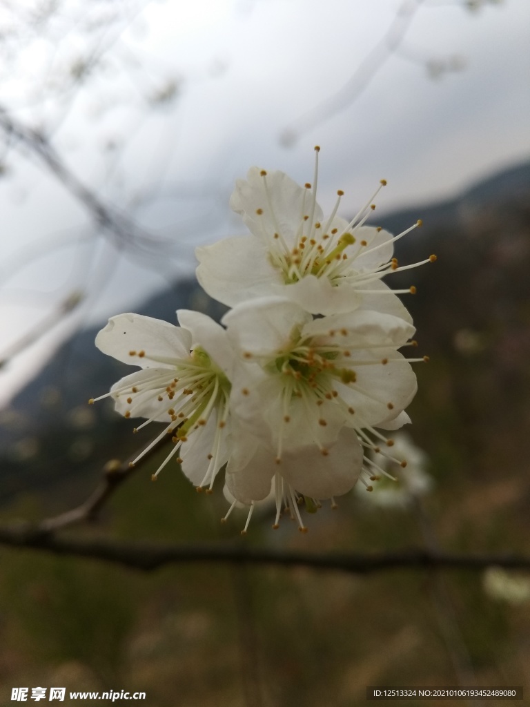 梨花