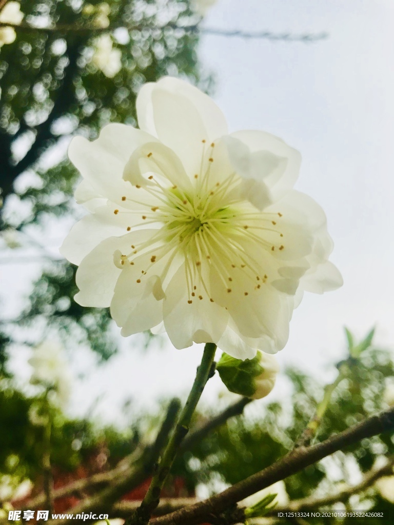 梨花