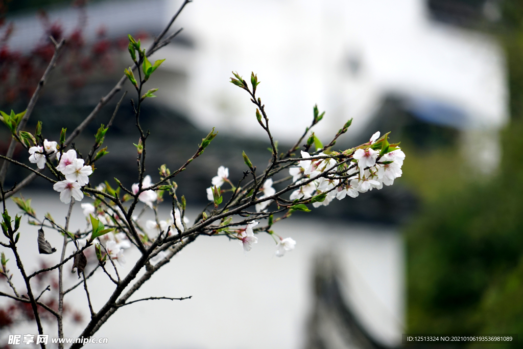 梨花