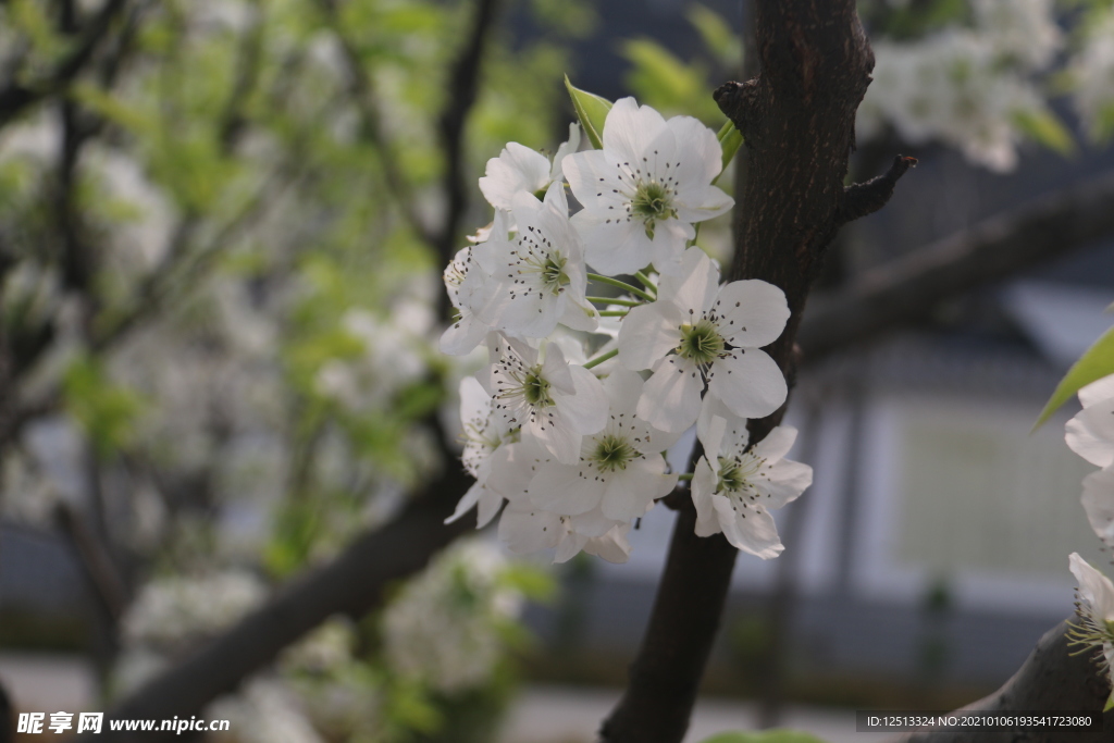 梨花