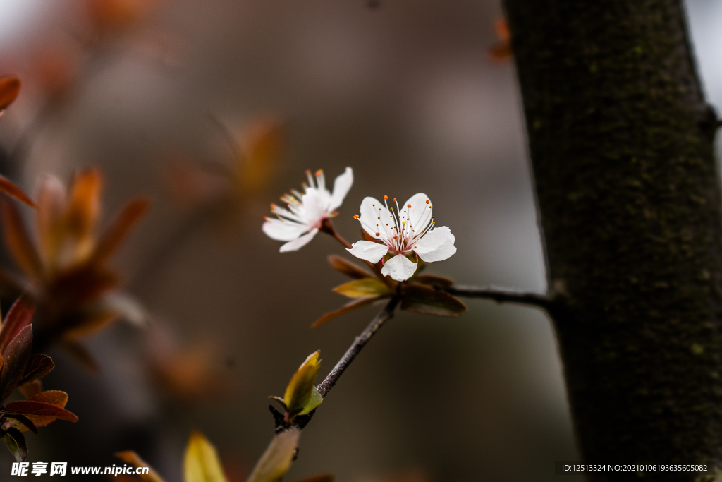 梨花