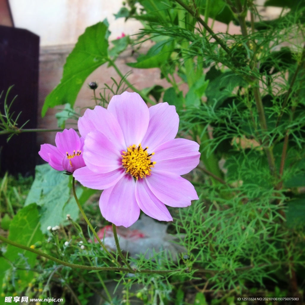 格桑花