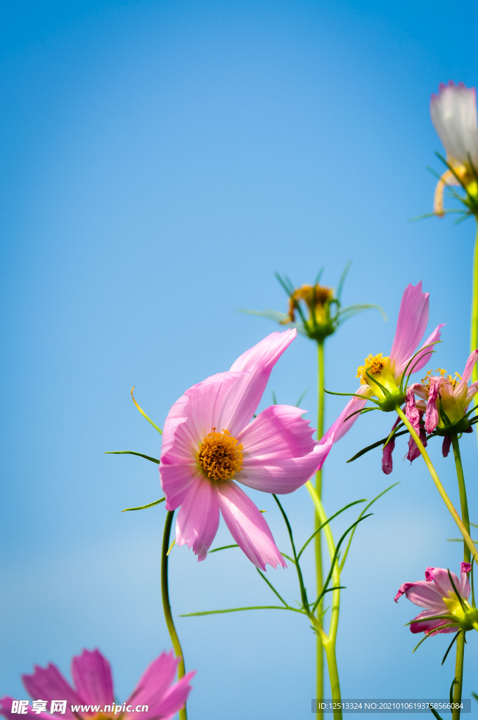 格桑花