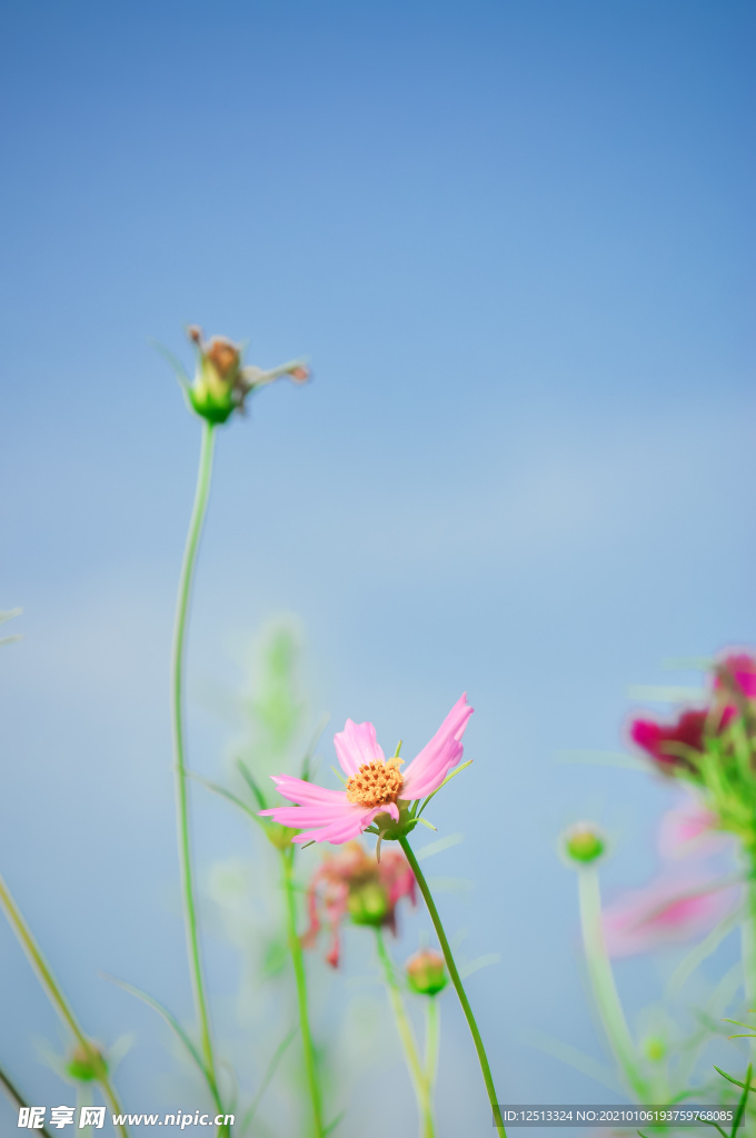 格桑花