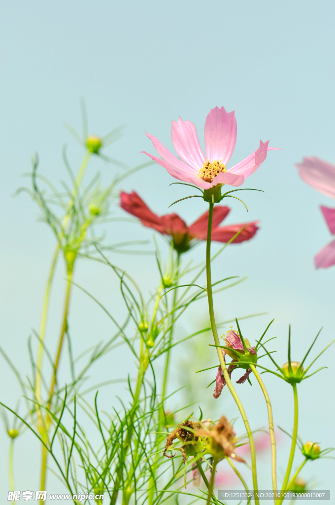 格桑花
