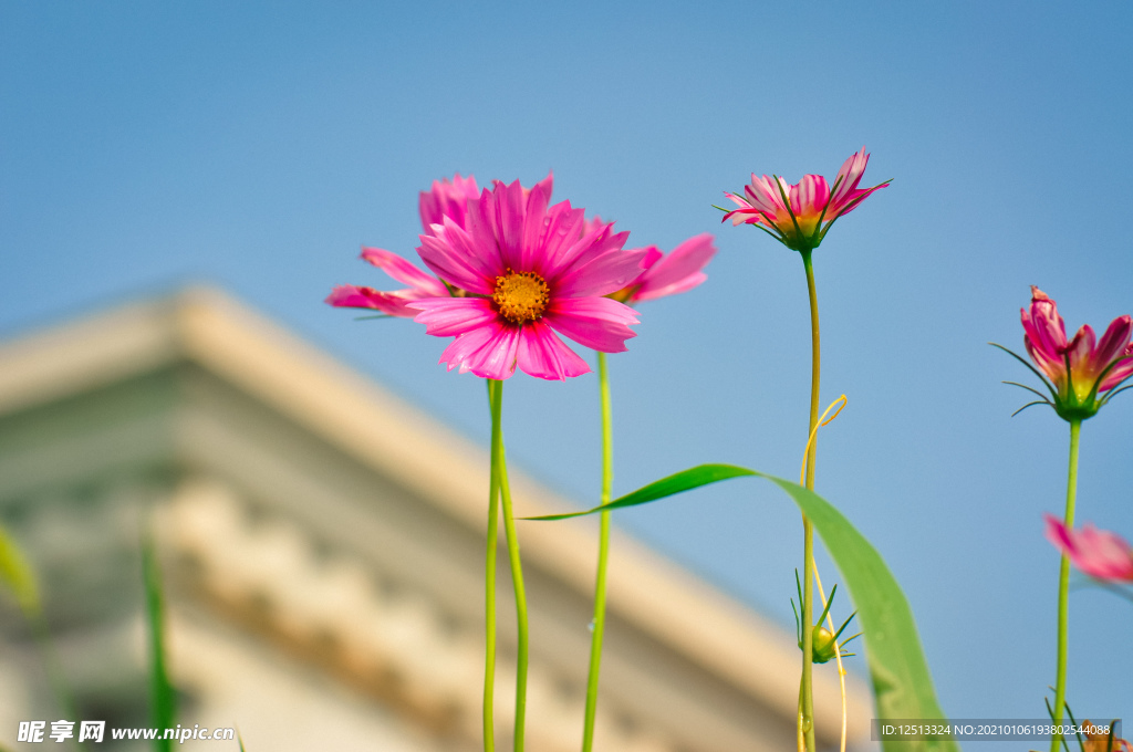 格桑花