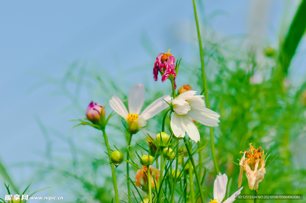 格桑花