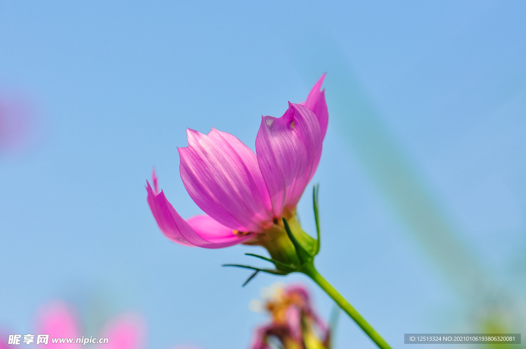 格桑花