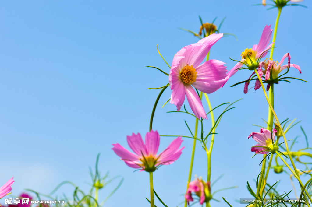 格桑花