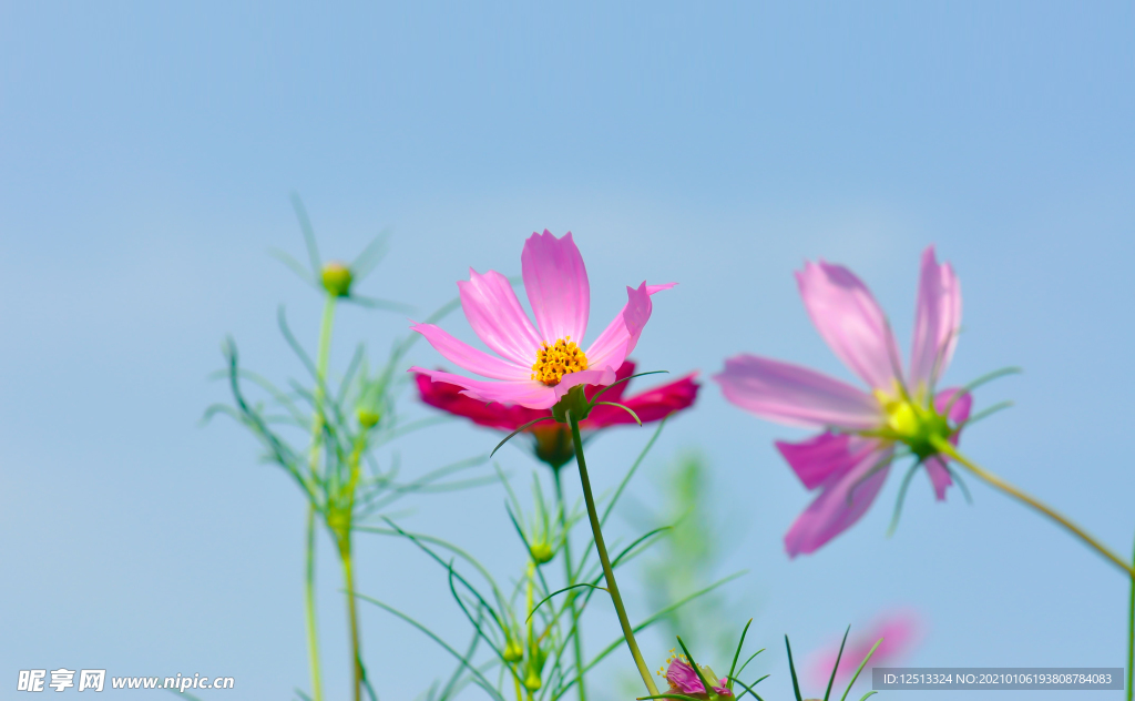 格桑花