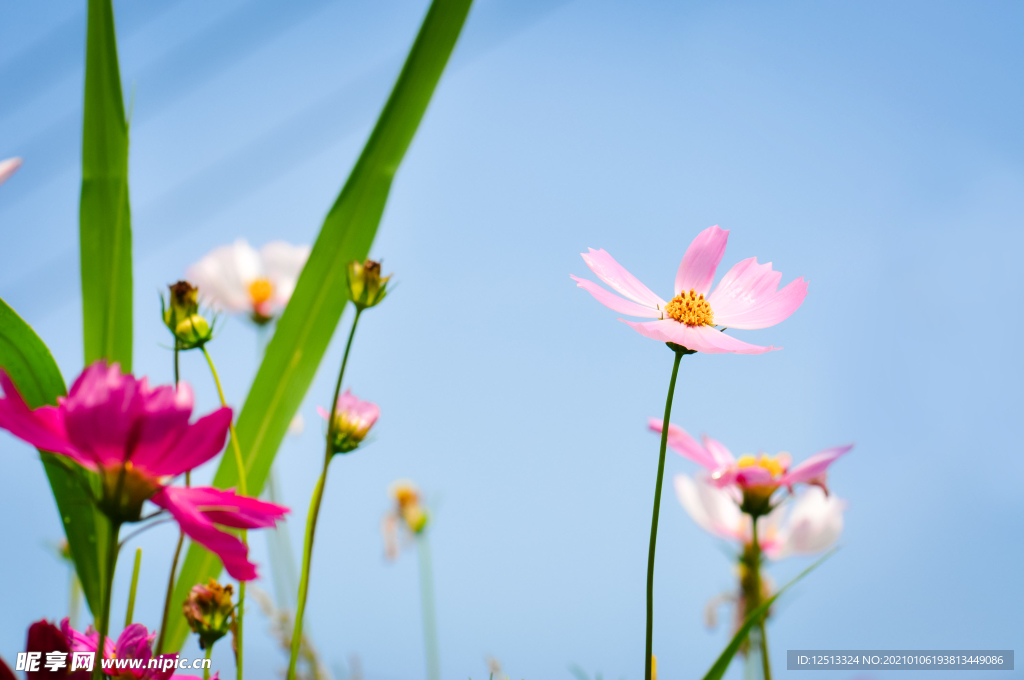 格桑花