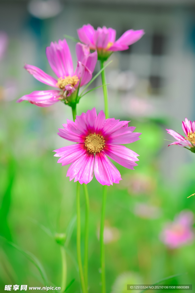 格桑花