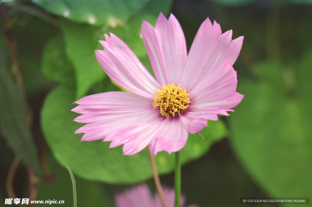 格桑花