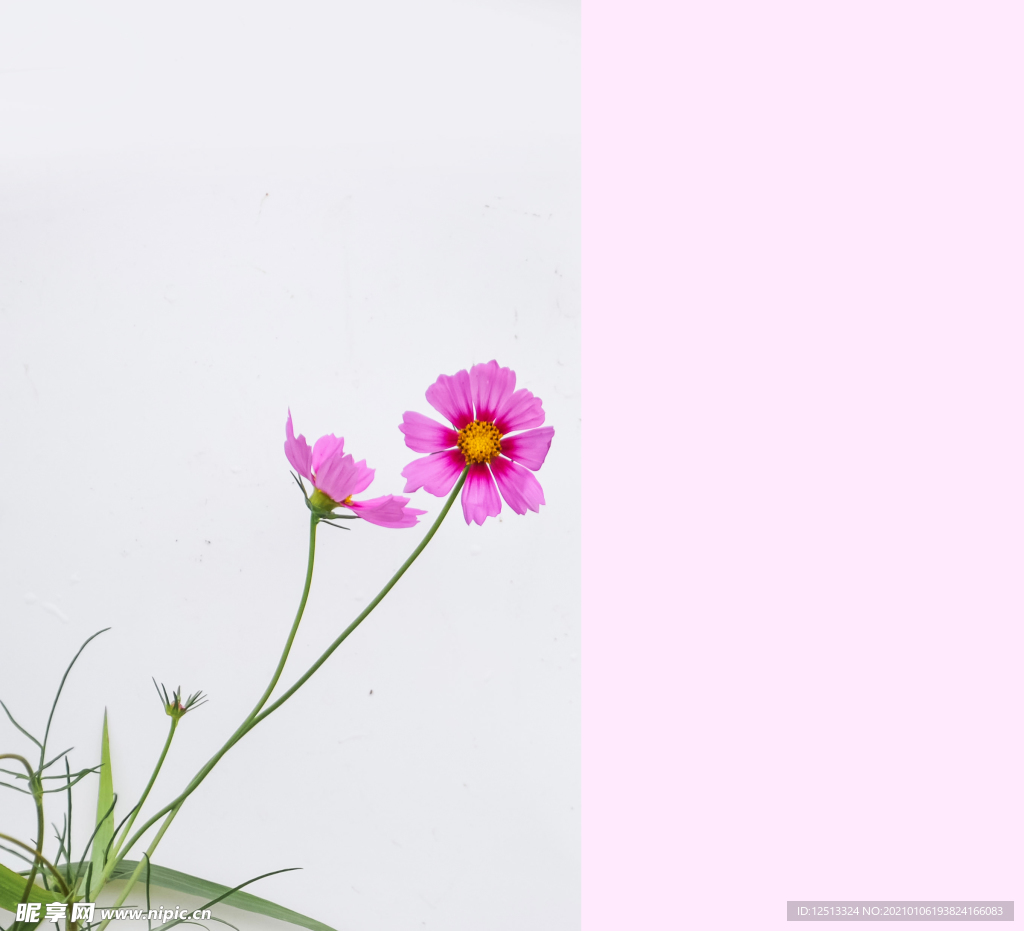 格桑花