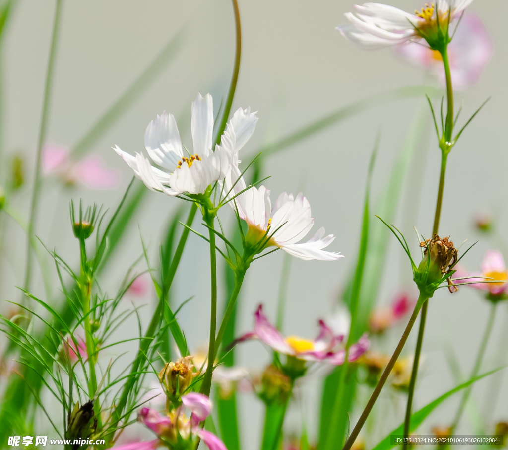 格桑花