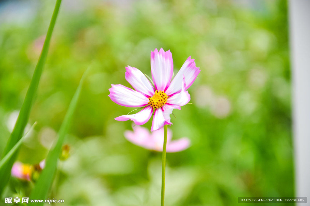 格桑花