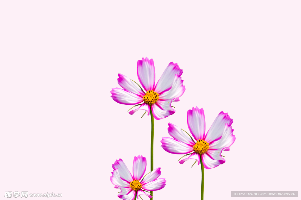 格桑花
