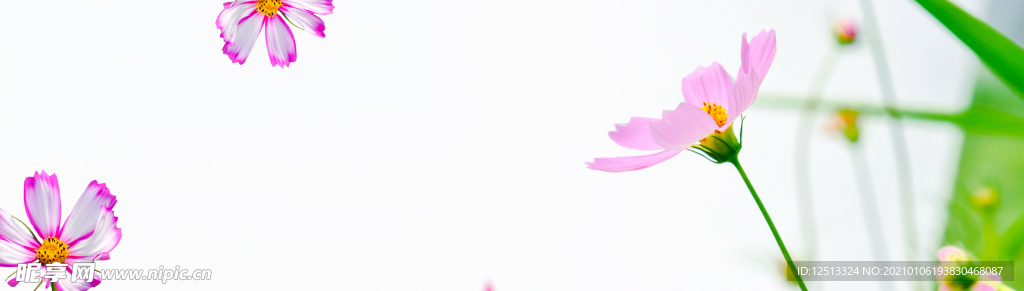 格桑花