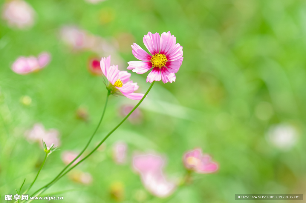 格桑花