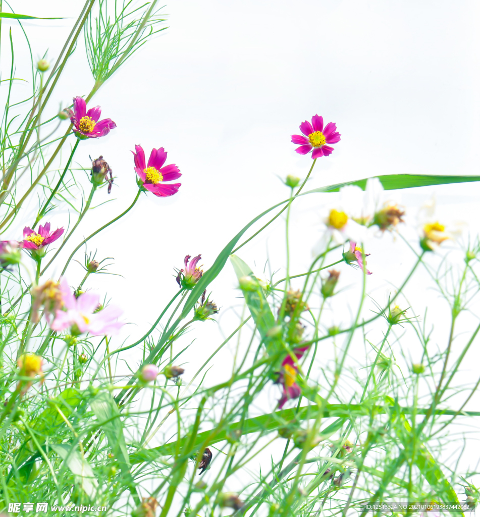 格桑花