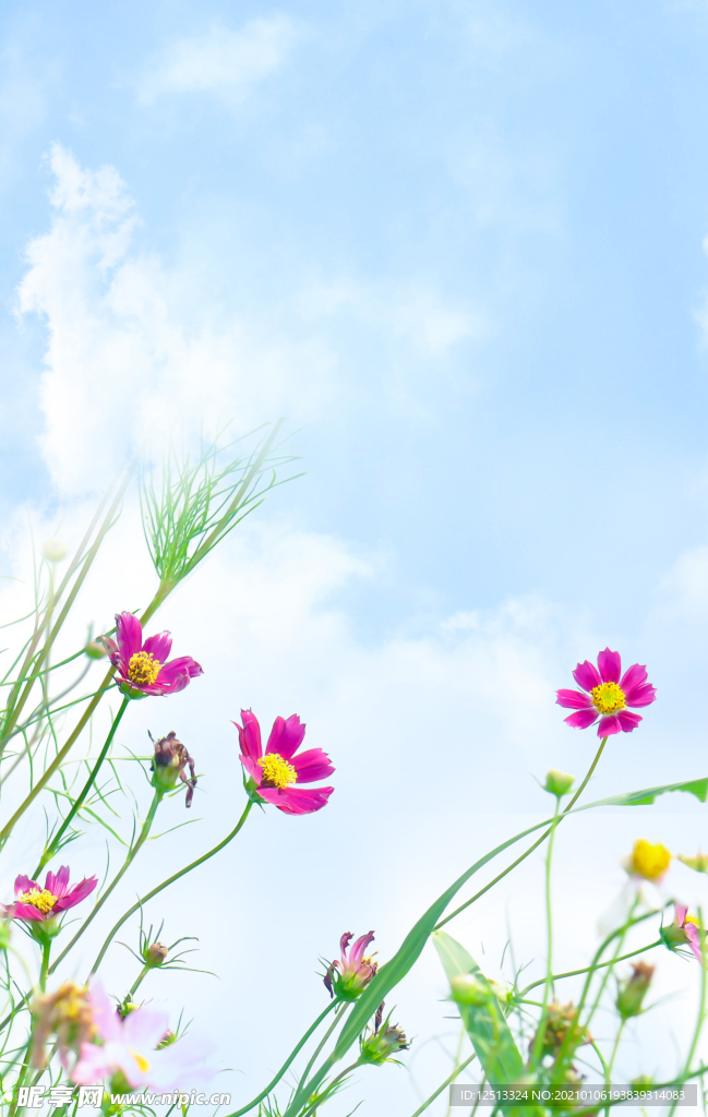 格桑花