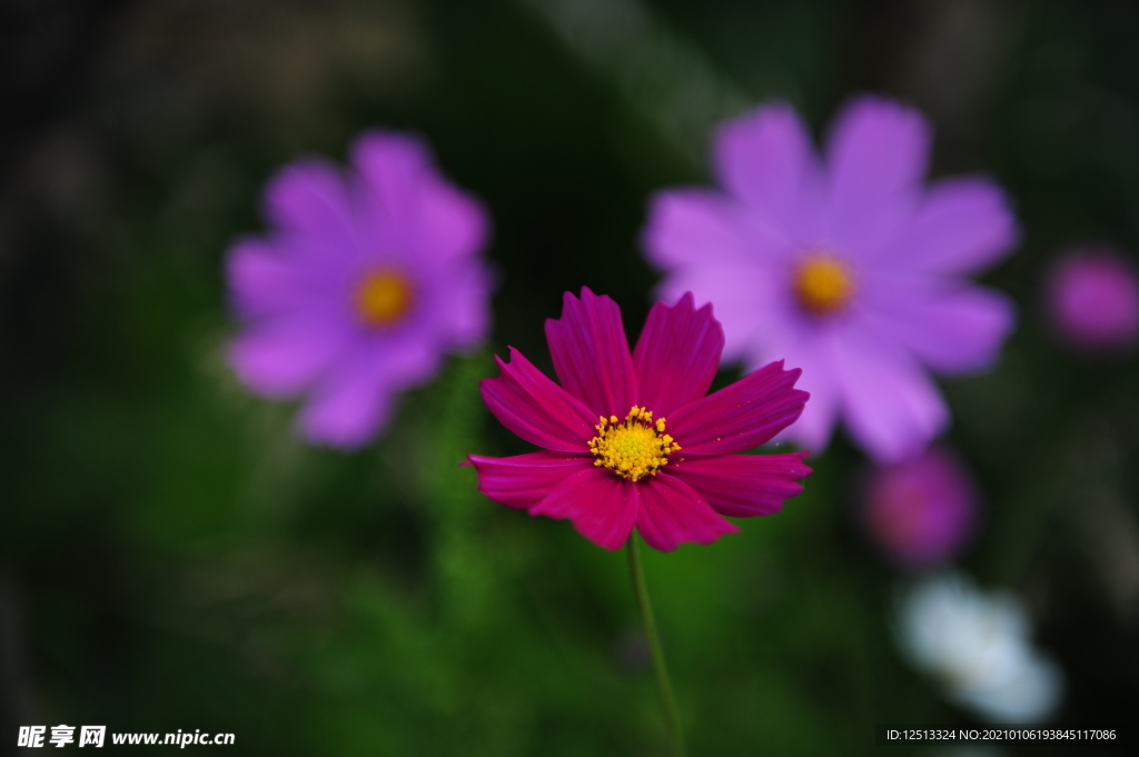 格桑花