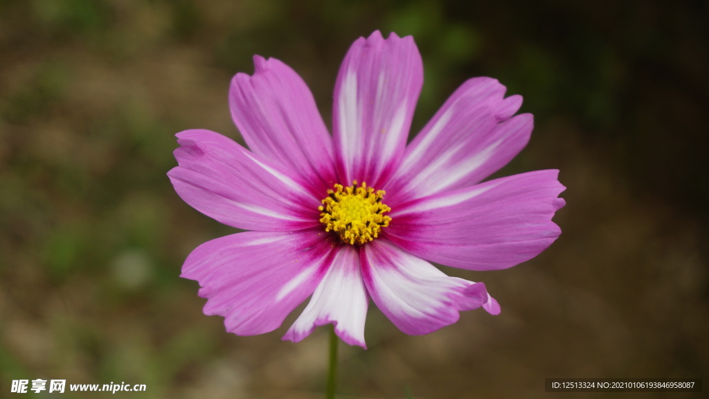 格桑花