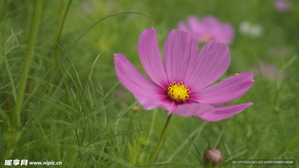格桑花