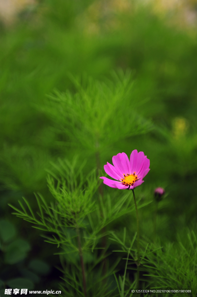 格桑花