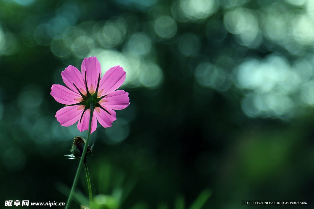 格桑花