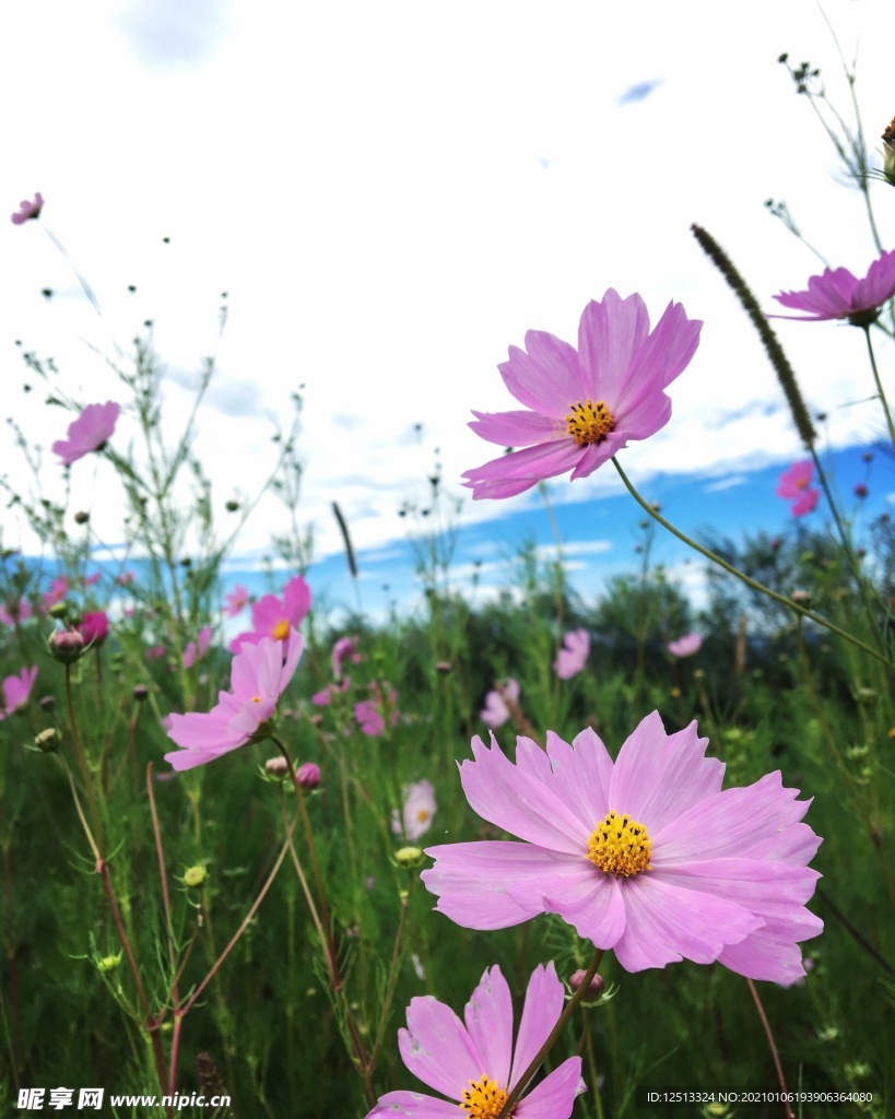格桑花