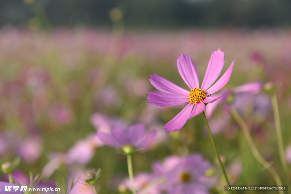 格桑花